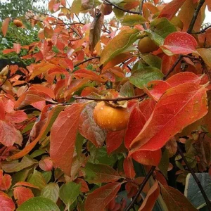 American Persimmon Tree Live Plant - 4 inch Pot - Diospyros virginiana - Image 5
