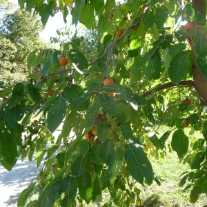 American Persimmon Tree Live Plant 4