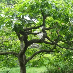 American Persimmon Tree Live Plant 4