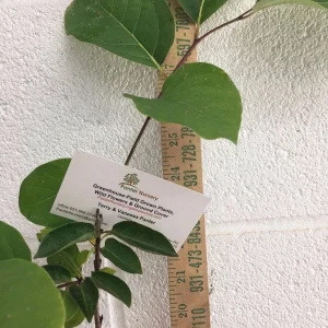 American Persimmon Tree Live Plant 4