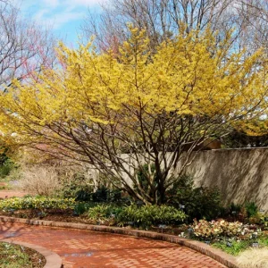 American Witch Hazel Live Plant - 1 Gallon Pot - Hamamelis virginiana - Outdoor Shrub - Image 4