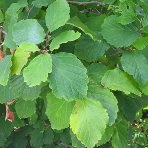 American Witch Hazel Live Plant - 1 Gallon Pot - Hamamelis virginiana - Outdoor Shrub - Image 5