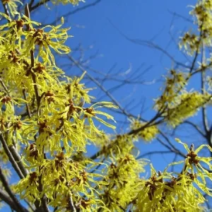American Witch Hazel Live Plant - 1 Gallon Pot - Hamamelis virginiana - Outdoor Shrub - Image 6
