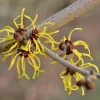 American Witch Hazel Live Plant - 1 Gallon Pot - Hamamelis virginiana - Outdoor Shrub - Image 1