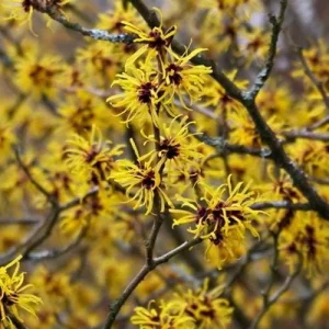 American Witch Hazel Live Plant – Hamamelis virginiana – 4