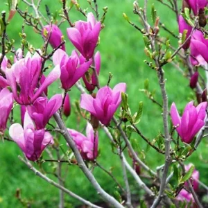 Ann Magnolia Live Shrub - 2.5