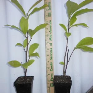 Ann Magnolia Live Shrub - 2.5