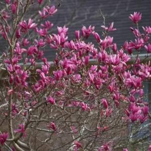 Ann Magnolia Live Shrub - 2.5
