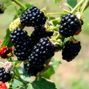 Arapaho Thornless Blackberry Live Plant - 4-6