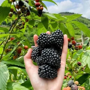 Arapaho Thornless Blackberry Live Plants - Set of 2 Starter Plants, 4-6