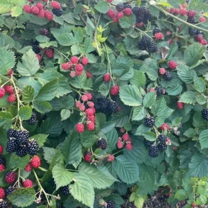 Arapaho Thornless Blackberry Live Plants - Set of 2 Starter Plants, 4-6