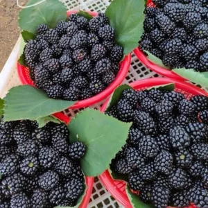 Arapaho Thornless Blackberry Live Plants - Set of 2 Starter Plants, 4-6