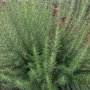 ARP Rosemary Live Plant - Set of 2, 2-5 inch Tall Culinary Herb, Cold Hardy Outdoor - Image 2