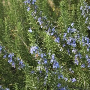 ARP Rosemary Live Plant - Set of 2, 2-5 inch Tall Culinary Herb, Cold Hardy Outdoor - Image 4