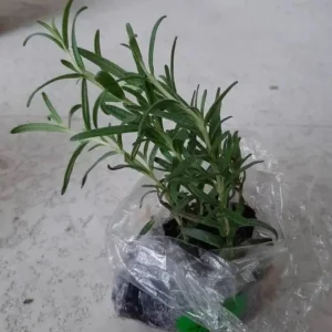 ARP Rosemary Live Plant - Set of 2, 2-5 inch Tall Culinary Herb, Cold Hardy Outdoor - Image 5