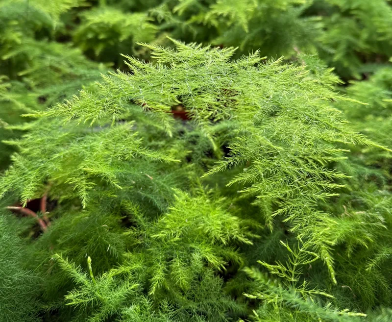 Asparagus Fern Live Plant – Delicate Houseplant – 4 inch Pot – Indoor - Image 2