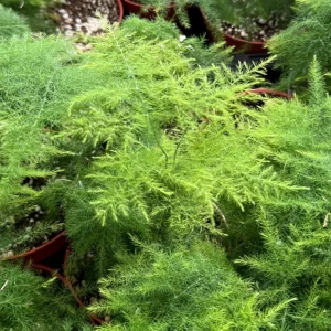 Asparagus Fern Live Plant – Delicate Houseplant – 4 inch Pot – Indoor - Image 3