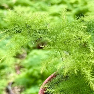 Asparagus Fern Live Plant – Delicate Houseplant – 4 inch Pot – Indoor - Image 5