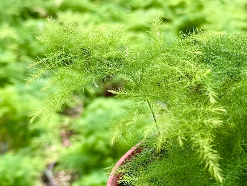 Asparagus Fern Live Plant – Delicate Houseplant – 4 inch Pot – Indoor - Image 5