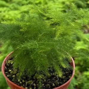 Asparagus Fern Live Plant – Delicate Houseplant – 4 inch Pot – Indoor - Image 6