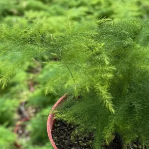 Asparagus Fern Live Plant – Delicate Houseplant – 4 inch Pot – Indoor - Image 7