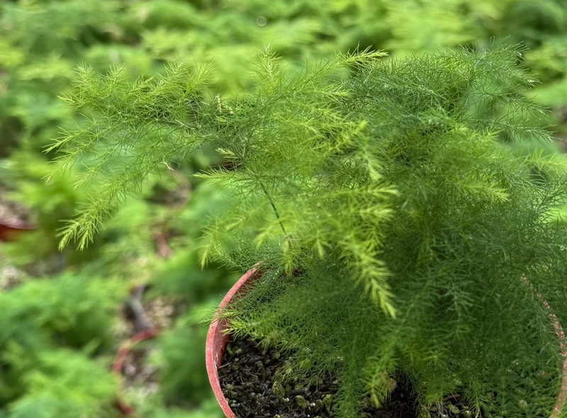Asparagus Fern Live Plant – Delicate Houseplant – 4 inch Pot – Indoor - Image 7