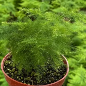 Asparagus Fern Live Plant – Delicate Houseplant – 4 inch Pot – Indoor - Image 8