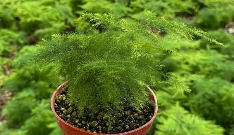 Asparagus Fern Live Plant – Delicate Houseplant – 4 inch Pot – Indoor - Image 8