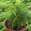Asparagus Fern Live Plant – Delicate Houseplant – 4 inch Pot – Indoor - Image 1