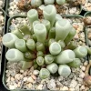 Baby Toe Succulent Live Plant Fenestraria Rhopalophylla 2-4 inch Pot Indoor - Image 1