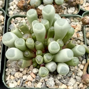 Baby Toe Succulent Live Plant Fenestraria Rhopalophylla 2-4 inch Pot Indoor - Image 1