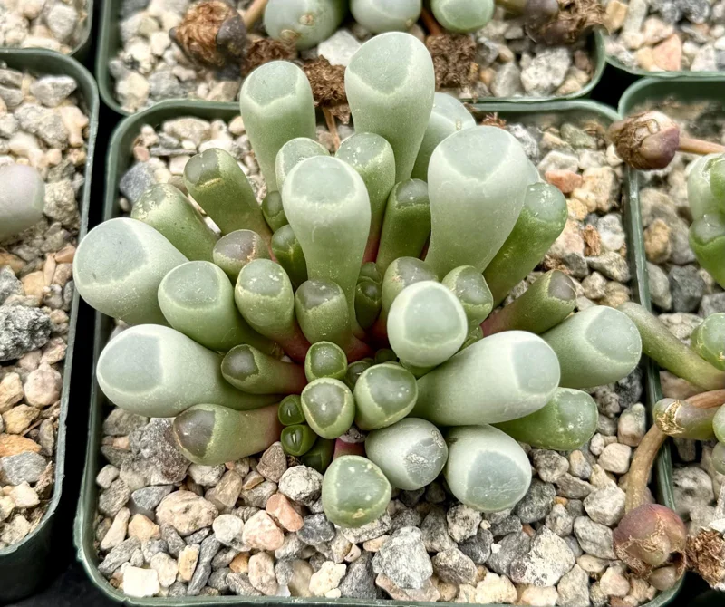 Baby Toe Succulent Live Plant Fenestraria Rhopalophylla 2-4 inch Pot Indoor - Image 1