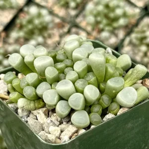Baby Toe Succulent Live Plant Fenestraria Rhopalophylla 2-4 inch Pot Indoor - Image 2