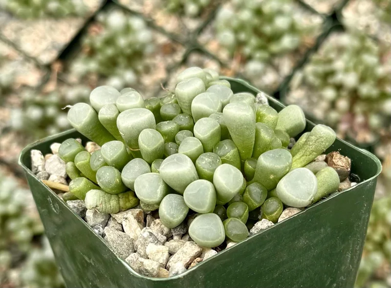 Baby Toe Succulent Live Plant Fenestraria Rhopalophylla 2-4 inch Pot Indoor - Image 2
