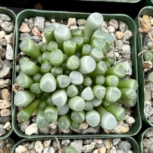 Baby Toe Succulent Live Plant Fenestraria Rhopalophylla 2-4 inch Pot Indoor - Image 3