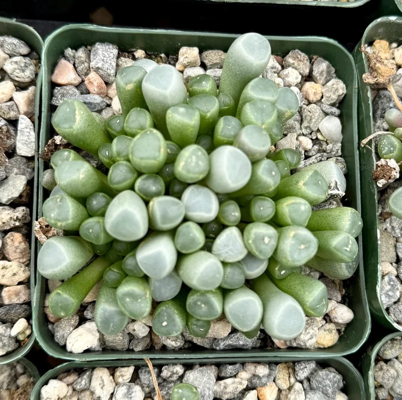 Baby Toe Succulent Live Plant Fenestraria Rhopalophylla 2-4 inch Pot Indoor - Image 3