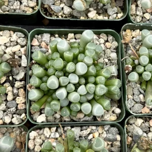Baby Toe Succulent Live Plant Fenestraria Rhopalophylla 2-4 inch Pot Indoor - Image 4