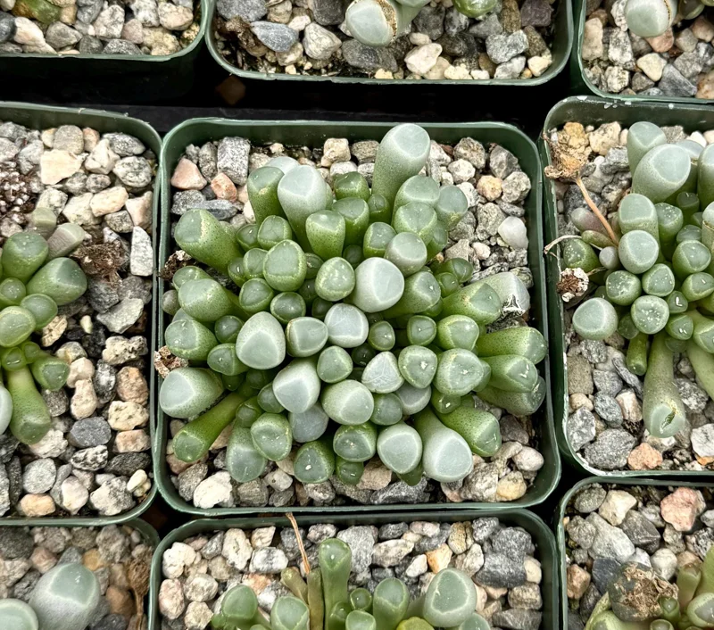 Baby Toe Succulent Live Plant Fenestraria Rhopalophylla 2-4 inch Pot Indoor - Image 4