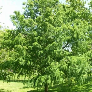 Bald Cypress Live Tree – 18-24 inch Tall Plant – Quart Pot – Outdoor - Image 2