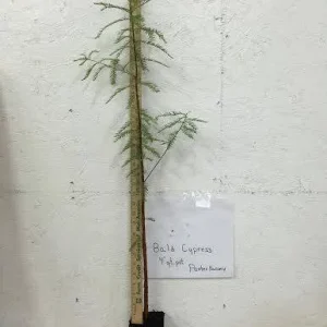 Bald Cypress Live Tree – 18-24 inch Tall Plant – Quart Pot – Outdoor - Image 3