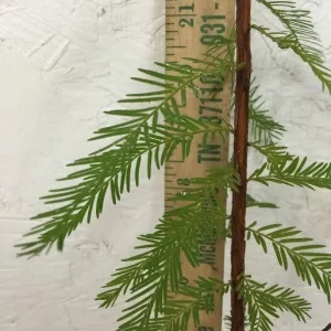 Bald Cypress Live Tree – 18-24 inch Tall Plant – Quart Pot – Outdoor - Image 4