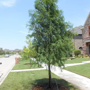Bald Cypress Live Tree – 18-24 inch Tall Plant – Quart Pot – Outdoor - Image 1