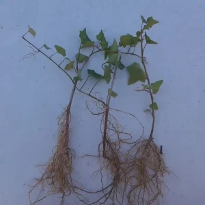 Baltic Ivy Bare Root Plants - 5 Pack Sub-Zero Ivy, 6-12