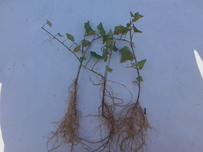 Baltic Ivy Bare Root Plants - 5 Pack Sub-Zero Ivy, 6-12" Tall, Outdoor Ground Cover - Image 2