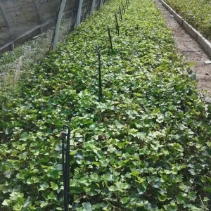 Baltic Ivy Bare Root Plants - 5 Pack Sub-Zero Ivy, 6-12