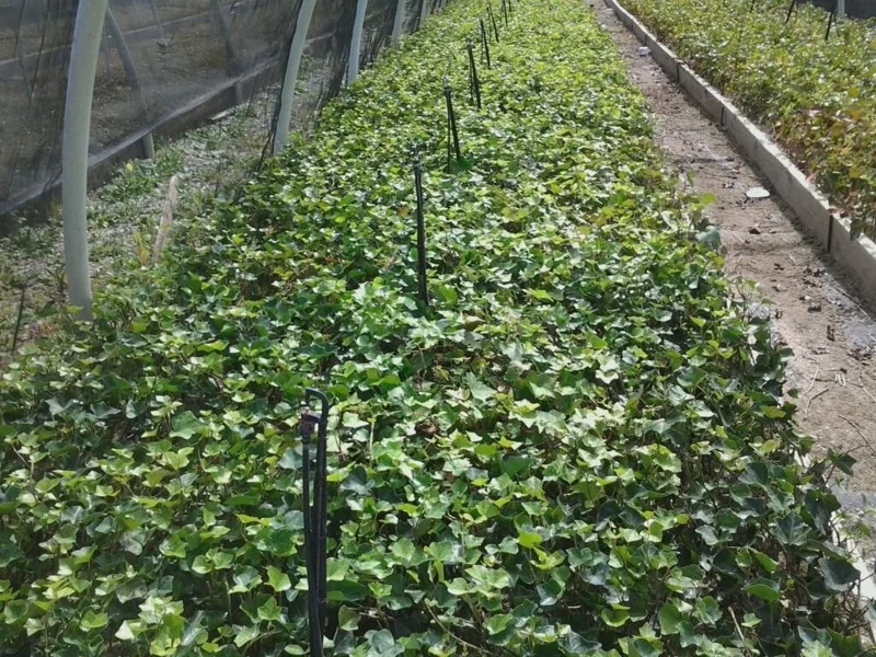 Baltic Ivy Bare Root Plants - 5 Pack Sub-Zero Ivy, 6-12" Tall, Outdoor Ground Cover - Image 3