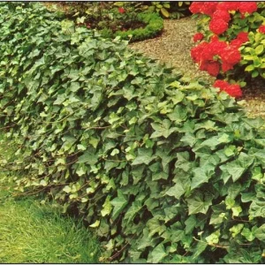 Baltic Ivy Bare Root Plants - 5 Pack Sub-Zero Ivy, 6-12