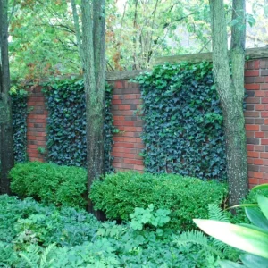 Baltic Ivy Bare Root Plants - 5 Pack Sub-Zero Ivy, 6-12