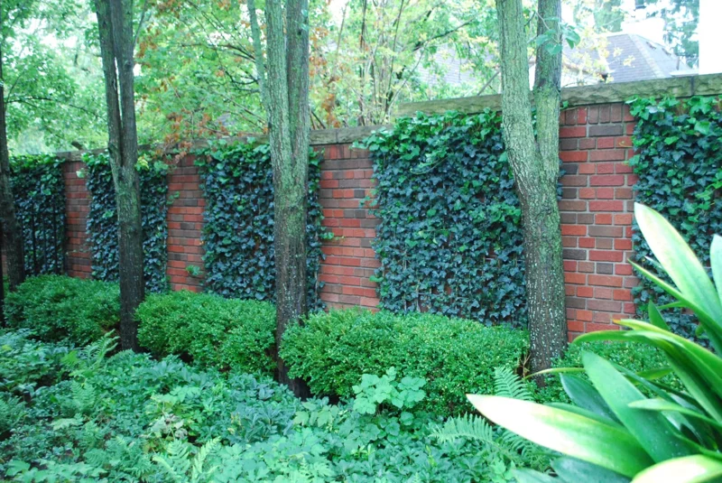 Baltic Ivy Bare Root Plants - 5 Pack Sub-Zero Ivy, 6-12" Tall, Outdoor Ground Cover - Image 5