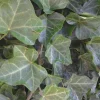 Baltic Ivy Bare Root Plants - 5 Pack Sub-Zero Ivy, 6-12" Tall, Outdoor Ground Cover - Image 1